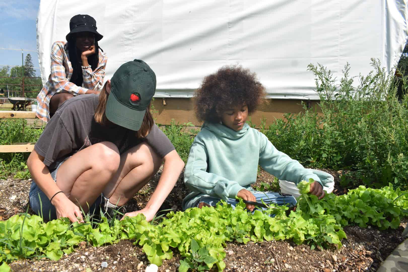 Fresh vegetable garden at Camp Arnes showcasing outdoor camping activities and nature immersion experience.